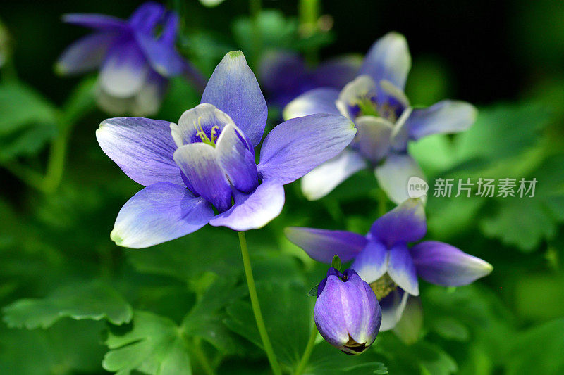 水仙花/耧斗菜花